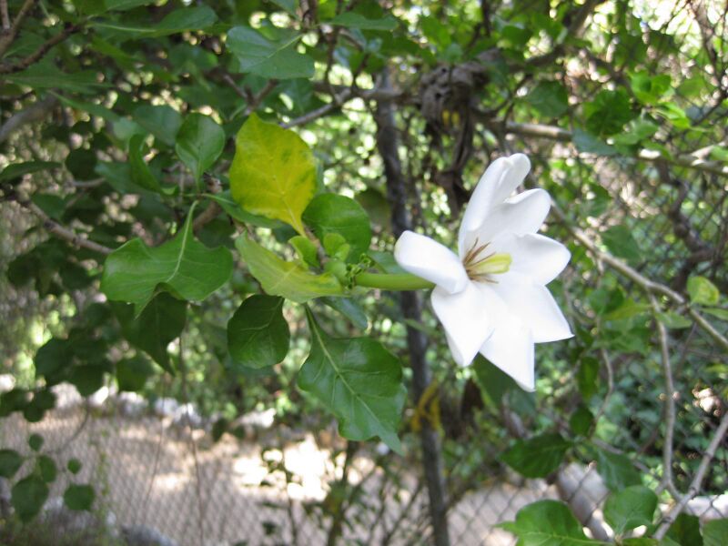 File:2b6mbko3fbs8rcsnykxhagmaruqd4jv.jpg