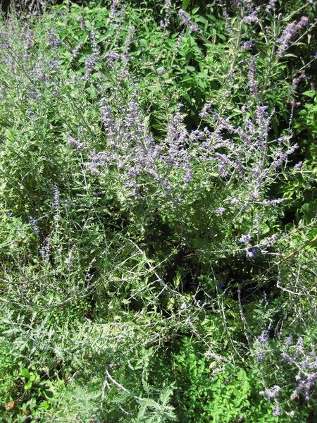 File:576px-IMG 0234 nybg09.jpg