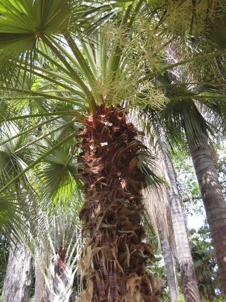 File:576px-IMG 4137 hunt0904.jpg