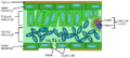 Thumbnail for version as of 09:18, 29 April 2025