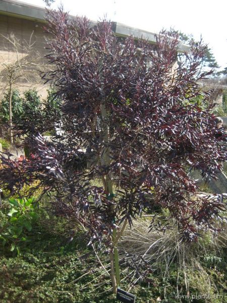 File:Agonis flexuosa-after dark-IMG 7481 sfbg0308.jpg