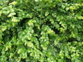Buxus Boxwood