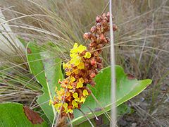 Byrsonima tuberosa