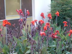 Italian Group Canna cultivated in Brazil