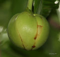 Flower bud
