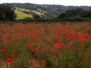 A wild field of poppies, above the Wye Valley, UK, in June 2006.