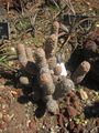 Thumbnail for version as of 02:08, 26 November 2009