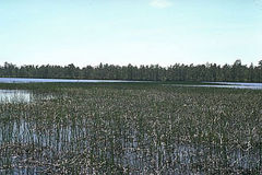 Juncus