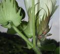 Natural biocontrol: Predatory Polistes wasp looking for bollworms or other caterpillars on cotton plant