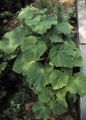 Paulownia tomentosa Sieb. & Zucc.