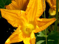 Thumbnail for version as of 12:57, 9 August 2007