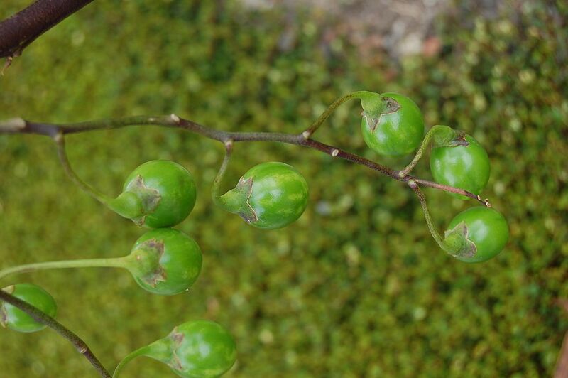 File:1024px-2007 solanum laciniatum 2.jpg