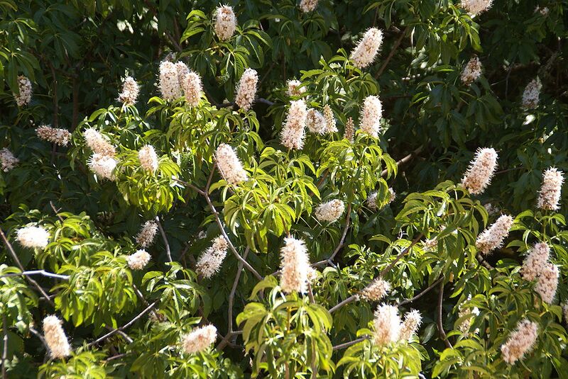 File:1024px-Aesculus californica flowers Los Trancos CA.jpg