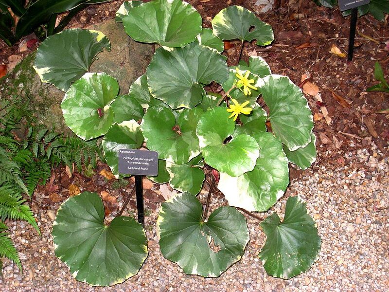 File:1024px-Farfugium japonicum - Atlanta Botanical Garden.JPG