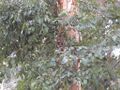 Thumbnail for version as of 10:07, 29 April 2025