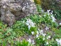 Thumbnail for version as of 09:15, 29 April 2025