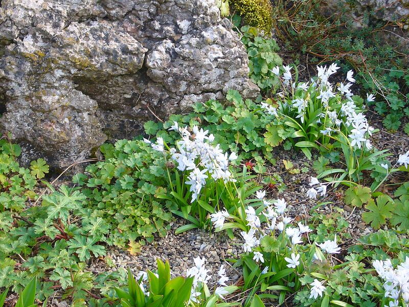 File:1024px-P1130499 Scilla mischtschenkoana Tubergeniana (Hyacinthaceae).JPG