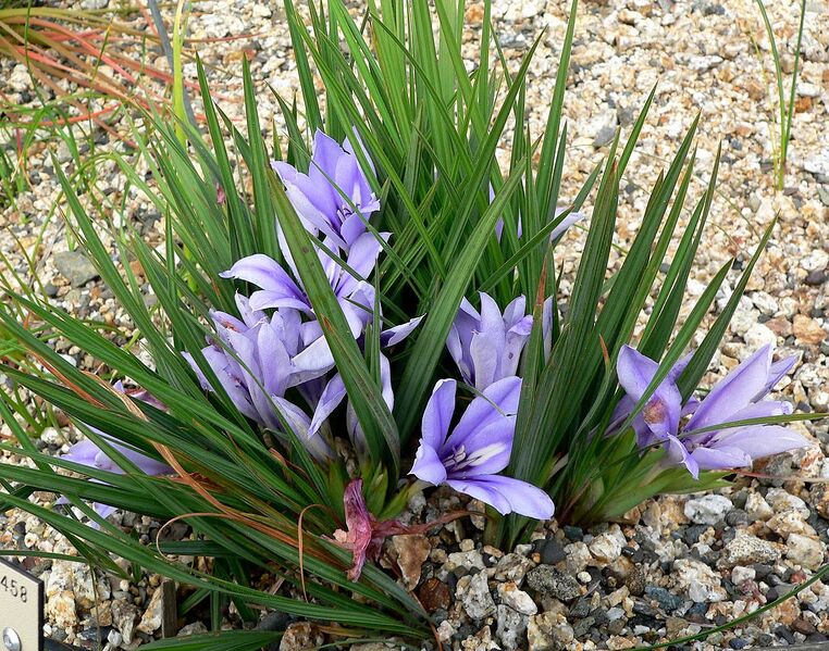 File:1280px-Babiana sambucina 1.jpg