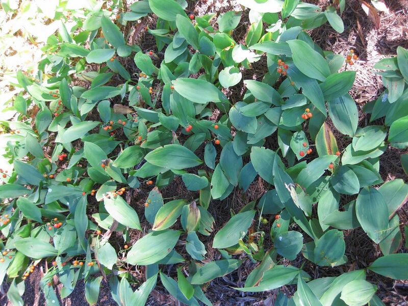 File:1280px-IMG 0201 nybg09.jpg