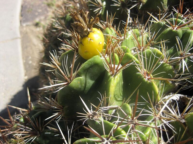 File:1280px-IMG 2200 hunt0903.jpg