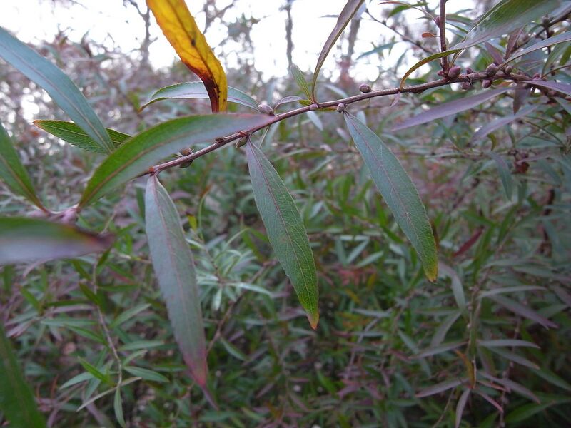 File:1280px-Spiraea thunbergii 02.JPG