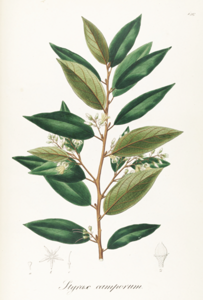 File:520px-Styrax camporum Pohl136.png