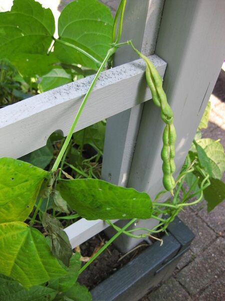 File:576px-IMG 0397 nybg09.jpg