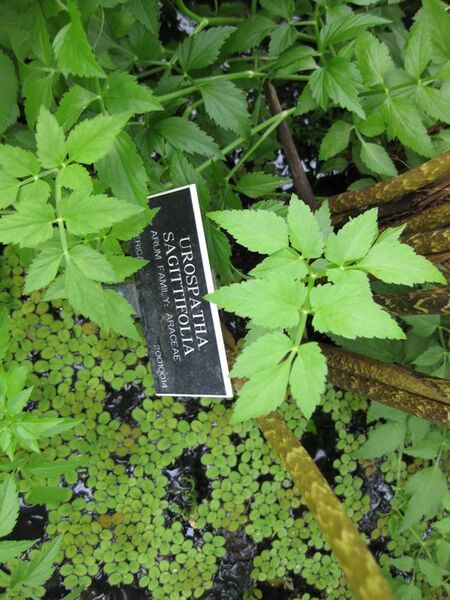 File:576px-IMG 1005 bbg09.jpg