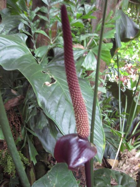 File:576px-IMG 1098 bbg09.jpg