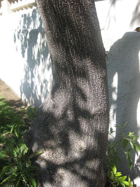 File:576px-IMG 1994 hunt0903.jpg