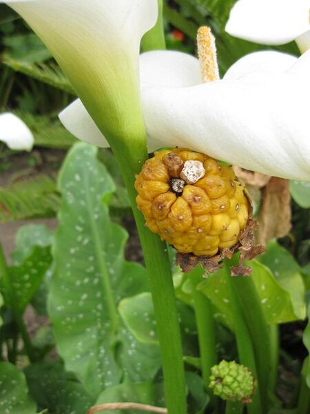 File:576px-IMG 5376 hunt0904.jpg