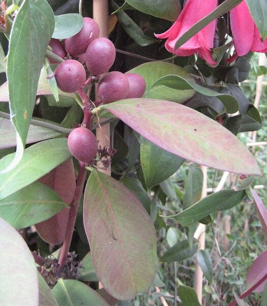 File:895px-Acokanthera oblongifolia 04.jpg