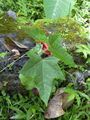 Candlenut seedling