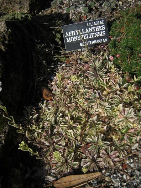 File:Aphyllanthes monspeliensis-IMG 7486 sfbg0308.jpg