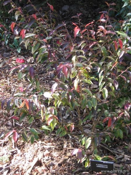File:Camellia assimilis-IMG 8075 sfbg0308.jpg