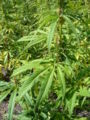 Thumbnail for version as of 06:43, 16 October 2007