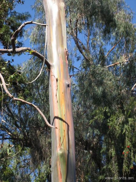 File:Eucalyptus deglupta-mindinao gum-IMG 0685 hunt07.jpg