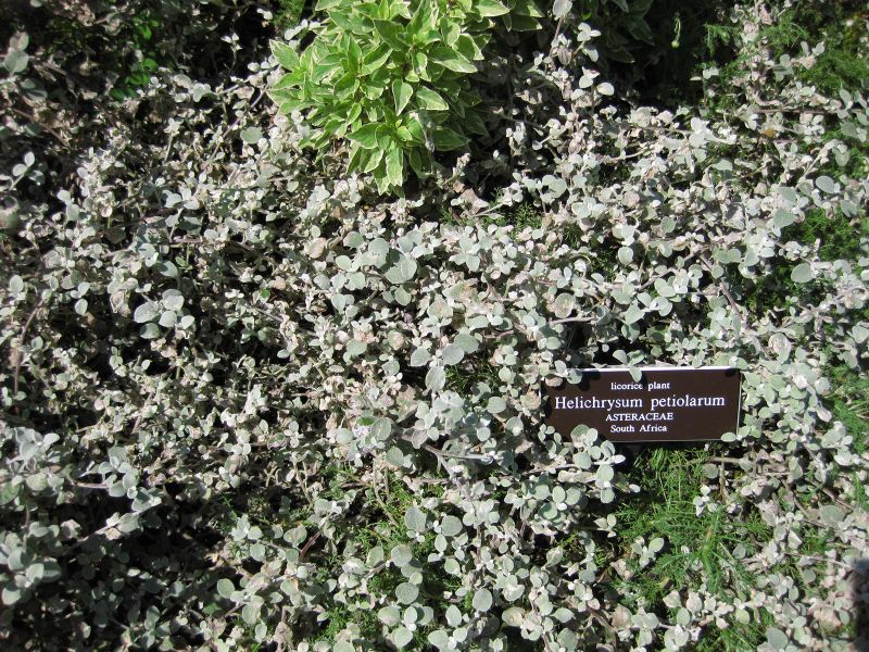 File:IMG 0258 nybg09.jpg