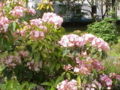 a Kalmia latifolia cultivar