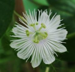 Passiflora foetida flower