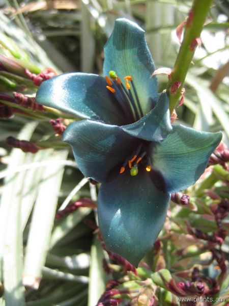 File:Puya alpestris-IMG 2962 lokrun.jpg