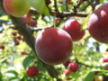Prunus domestica