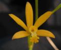 Sophronitis mixta