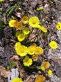 A group of plants in bloom