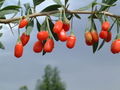 Thumbnail for version as of 17:32, 18 October 2007