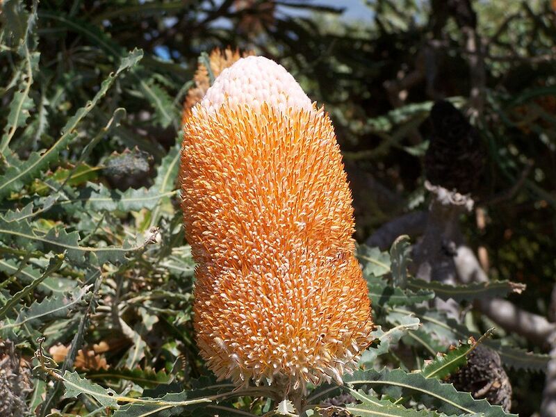 File:1024px-Banksia prionotes 3 gnangarra.jpg