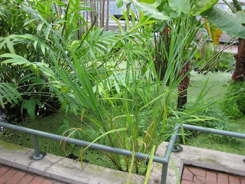 File:1280px-IMG 0993 bbg09.jpg