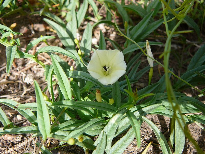 File:1280px-Ipomoea stolonifera 0005.jpg