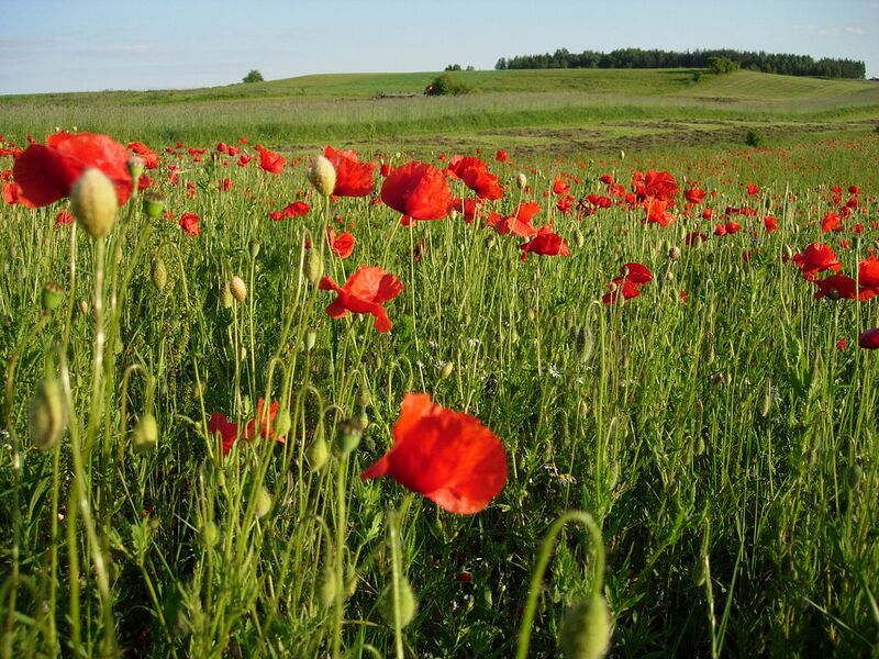File:1280px-Polish Poppies.JPG