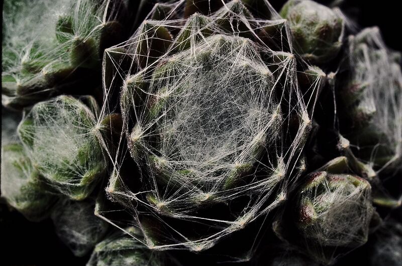 File:1280px-Sempervivum arachnoideum.jpg